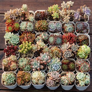 Jinglang Gardening Succulents Succulent Double-Headed Groups of Small Groups of Life Control and Maintenance Potted Indoor Bonsai Wholesale