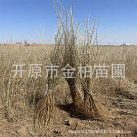 柠条锦鸡儿小苗批发东北柠条杯苗防风固土树苗白柠条苗木护坡植物