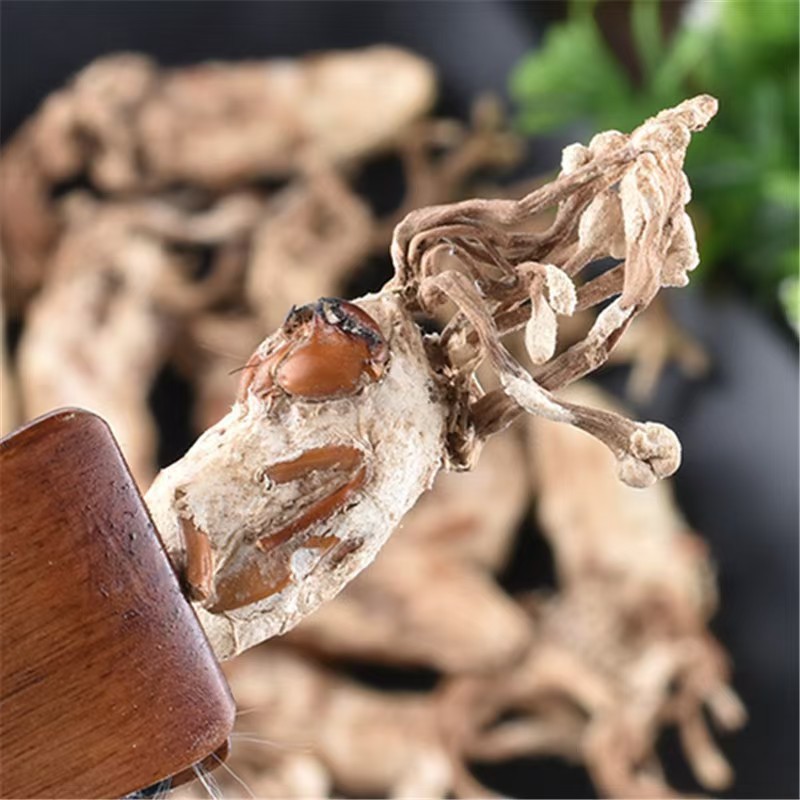 Jin Chan Hua (Cordyceps cicadae) — Dried Food-Herb Fungus for Decoction & Soup in use