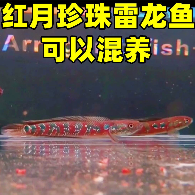 Декоративная рыба «thunder dragon» — Red Moon Pearl / Rainbow / Red Ghost King Sapphire, размеры 4–25 см, с кормом