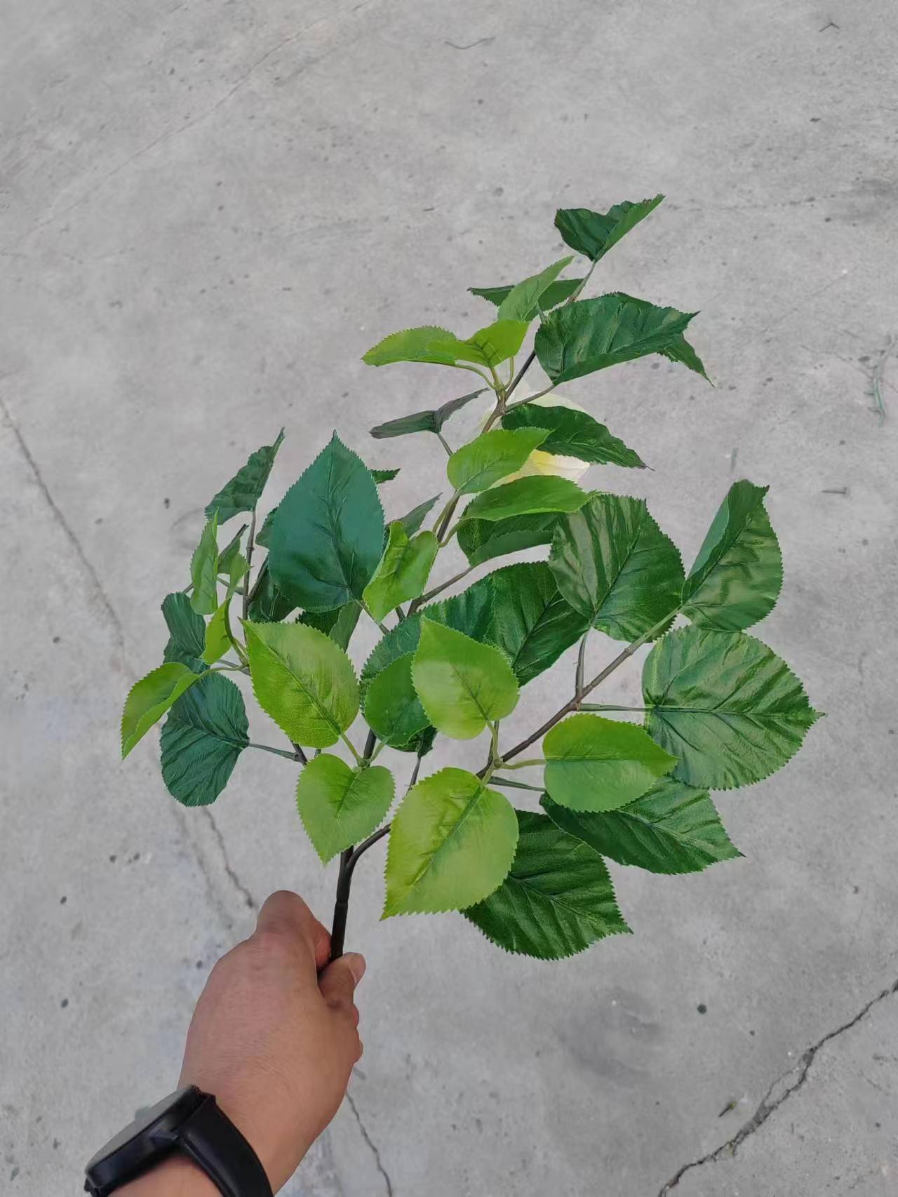 苹果叶带花 (2).jpg