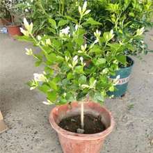 �ذ��������ԝ����͎�����������þGֲ�����҃��̨�����՚�