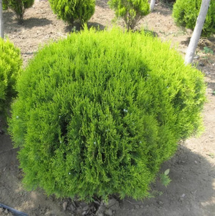 һ�����lͥԺ��ľ ������� ���Ԟ���ؘ� �����S��� ͥԺ��·�G