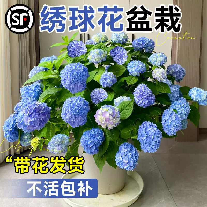 Гортензия в горшке с цветами, старый сучок, бесконечные летние цветочные рассады, цветущие в любое время года, внутренний двор, балкон, свежие цветы и зеленые растения.