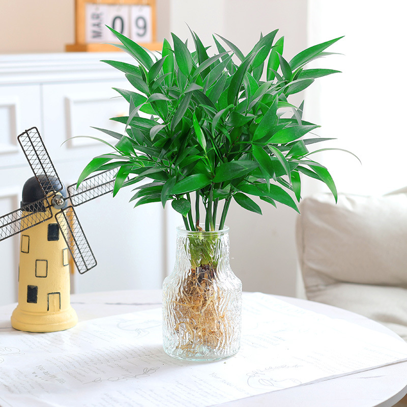 엄선된 대형 모기퇴치대나무 10그루(빙하유리병+수정머드) + 영양액