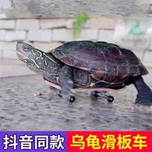 新疆包邮乌龟小滑板车手指指尖迷你玩具鹦鹉滑板模型挂件抖音宠物