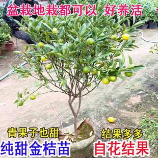 �ļ���ۘ����Ԏ�����ʳ�ô��۽�����ۘ����ش�̖���Թ�����