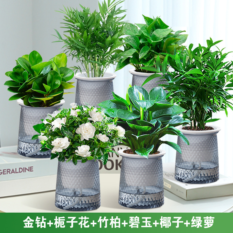 골든 다이아몬드 + 치자나무 + 대나무와 편백나무 + 벽옥 + 코코넛 + 포토스 + 별 6개 세면대 + 영양액