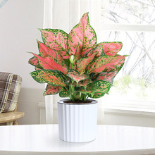 ʺԼtֲ҃ȾGֲܺBļf