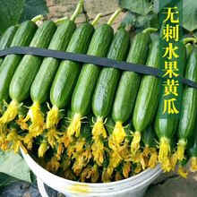 水果黄瓜种子 四季播甜脆青瓜家庭阳台庭院种植脆甜小四季蔬菜