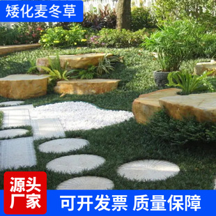 Wholesale Dwarf Ophiopogon Japonicus Grass, Wheat Winter Jade Dragon Grass Seedlings Grow No More Than 7-8cm, Foot Flower Mirror, Shade Tolerant, Evergreen and Green in All Seasons
