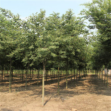 红榉树苗血榉树别墅庭院行道树大型丛生绿化苗木风景树小叶榉树苗
