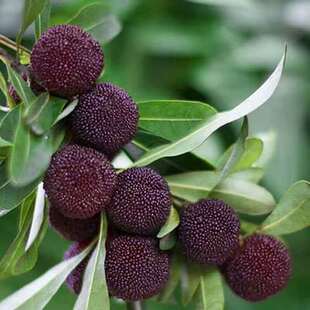 Bayberry Seeds, Bayberry Tree New Seeds, Forest Seeds, Fruit Tree Seeds, Bayberry Seeds, Planted in All Seasons