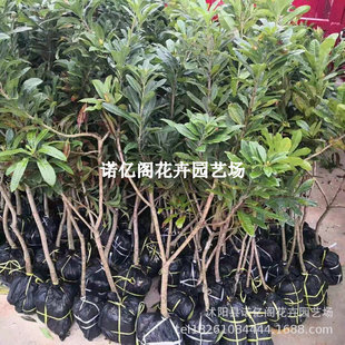 ������Ʒˮ����÷��������÷�޽Ӗ|����÷��̿��÷���Ե����ͺ�