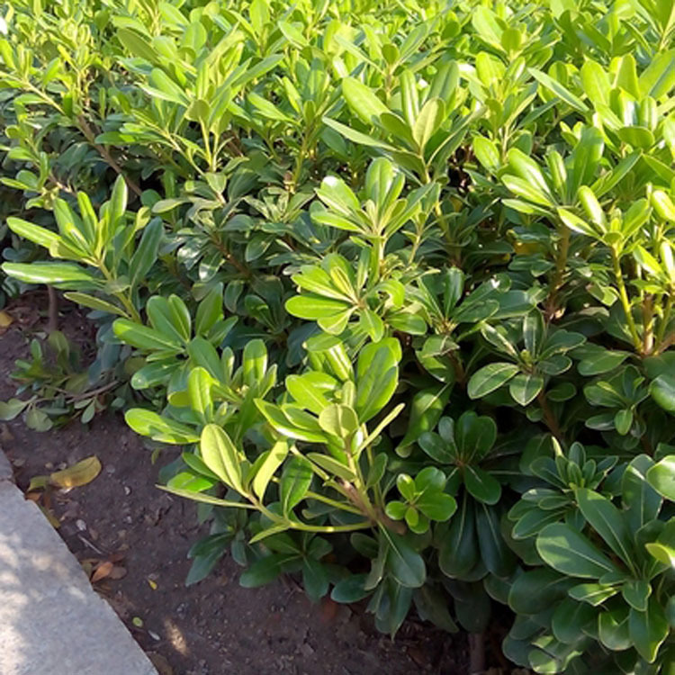 海桐树苗气味芳香海桐球植物绿篱笆花苗庭院绿化苗木芳香绿植