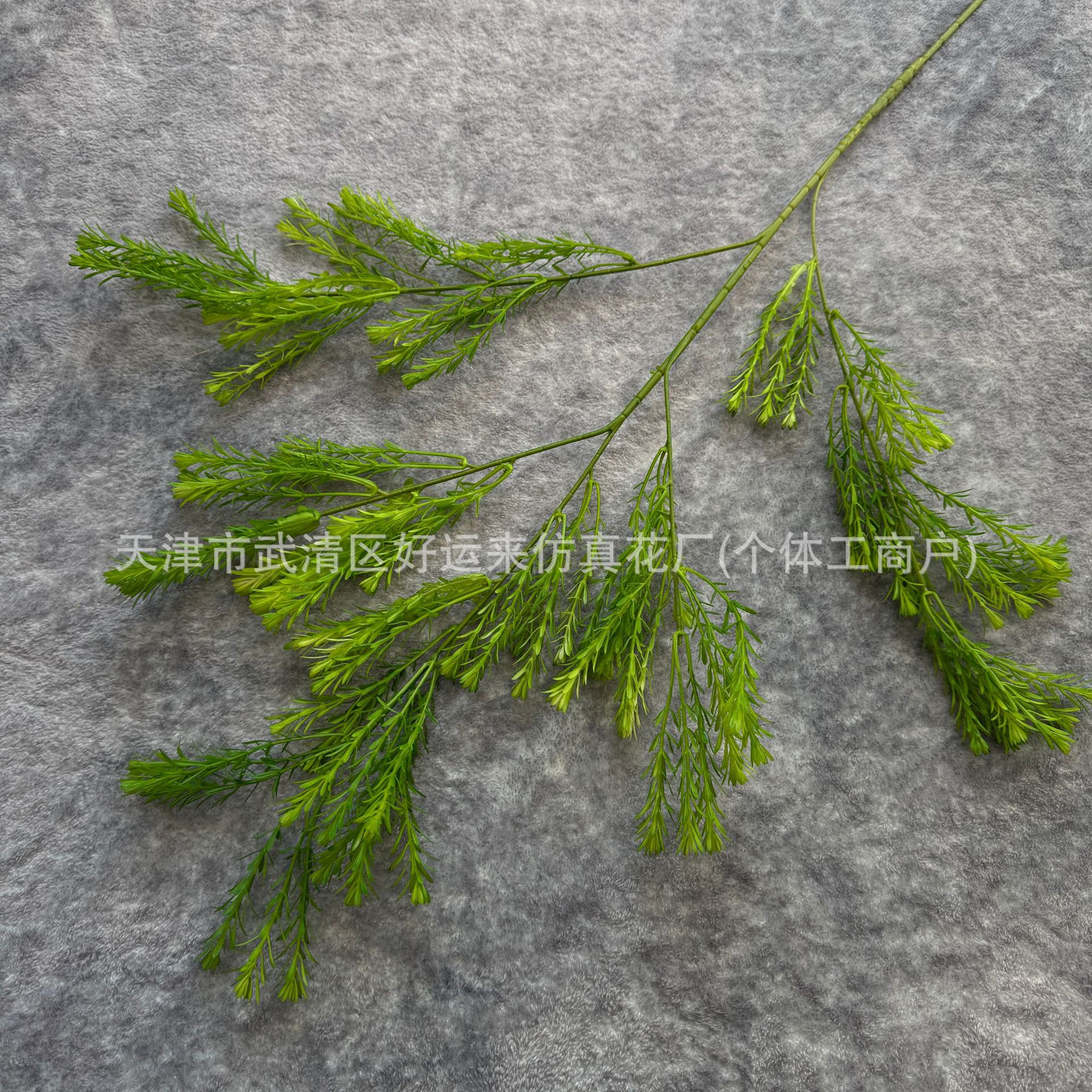 멜라루카 골드 라이트 그린