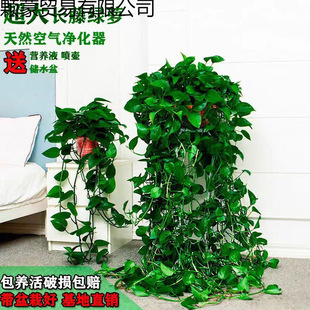 �����L�ٿ͏dˮ��G�j���Գ���ȩֲ����m�����҃�