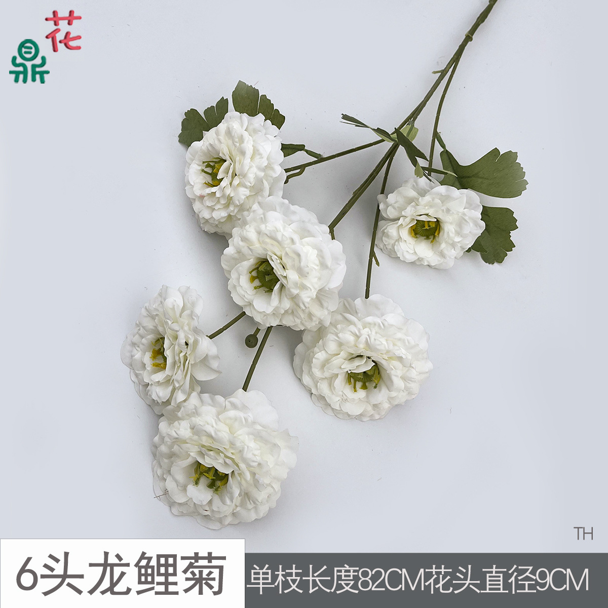 6등룡잉어 국화 TH 화이트