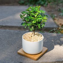 胡椒木清香风小盆栽四季绿植办公室内桌面树源头工厂一件代发批发