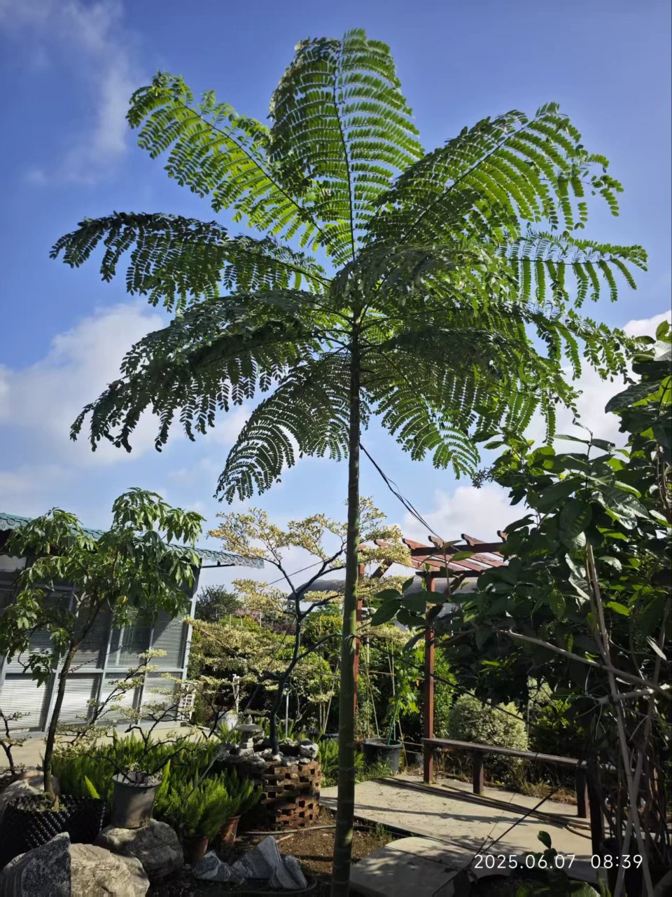 2506 Nursery Supply Sticky Leaf Bean 3- 4m высокий контейнер для рассады Brazil Bean Cycad Bean Деревья в стиле тропического леса