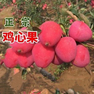 �ͺ������u�Ĺ�С�O�����纣�Ĺ����t���䶬�t���ϱ����Nֲ����