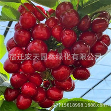 红妃黑珍珠车厘子树苗矮化盆栽当年结果南北方种植特大樱桃果树苖