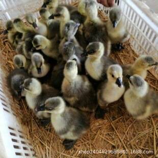 С�Z�����N���Z��a�����Z�����Z�ļ��Z̩�ݰ��Z�{���^�Z���Z��