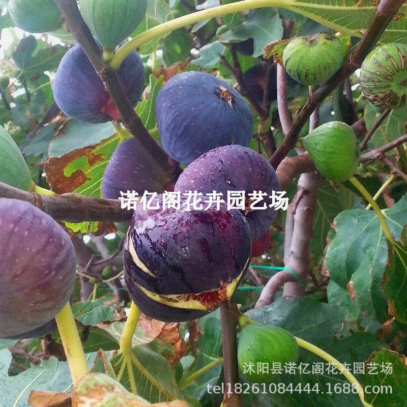 紫色波尔多无花果苗特大波姬红树苗地栽盆栽北方南方种植当年结果