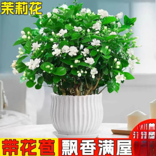 ��ֲ���҃��������������ˮ�_�����ļ��d�ӻ��Ϙ������㻨���G