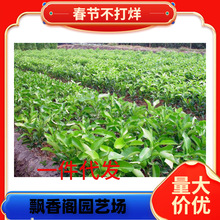 ɳ�ǽۘ����������ɰ�����Ә���޽��۽۸̽�����ϱ����Nֲ����