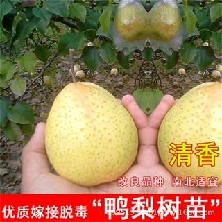 鸭梨中梨四号梨树苗酥脆4号梨苗早熟盆栽北南方庭院种植当年结果