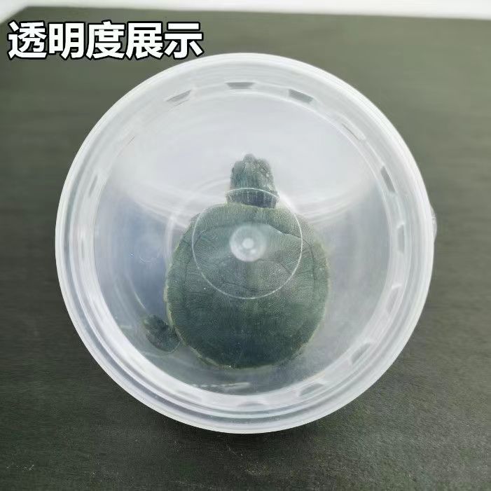 3-4cm [거북이 상자 5개]