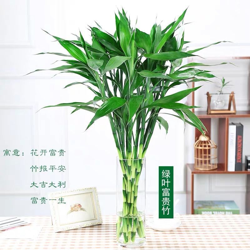 富贵竹批发水培绿植紫竹春冬季红细杆植物花卉盆栽新年装饰品春节|ru