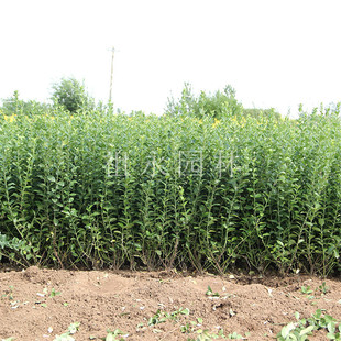 �lì�����·���̾G���G�hͥԺ�e�������ļ������ͺ��z�|�lìë��