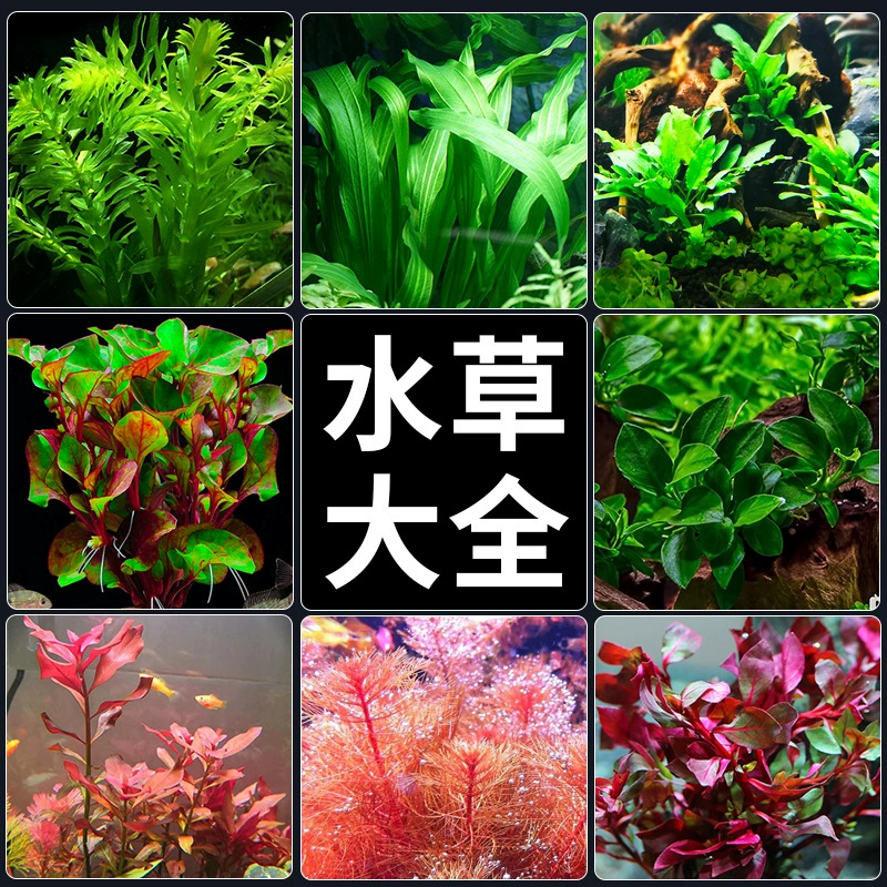 Водное растение аквариум водное растение пейзаж живая очистка воды реальная трава вода баньян трава горшок зеленое растение отрицательный сороконожка Трава Рыба трава Начинающий
