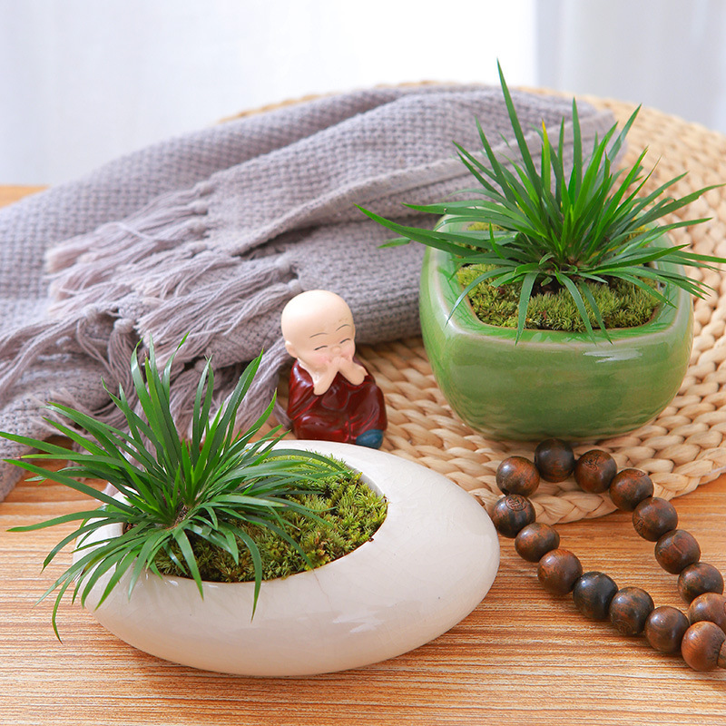 Money Arum Potted Plant Desktop Creative Small Green Plant Tea Table Green Plant Ornaments Micro Landscape Landscaping Green Popular Plant
