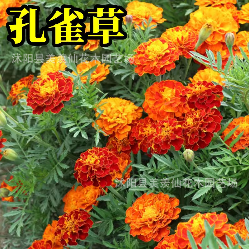 孔雀草花籽四季播种开花易活景观绿化耐寒花卉阳台庭院鲜花种籽子
