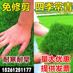 Импортные семена газонов, травяные семена карлики, четыре сезона зеленого двора озеленение четыре сезона Чан Цингу -Почида.