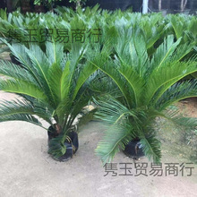 �F������С������ļ����������҃��⹫ĸ�K�F�ͺ����B�GֲС�F��