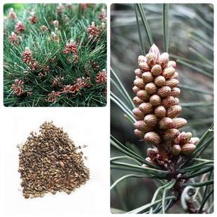 ��ľ�N���o�����ֺ��ɷN���ձ����ɷN�Ӗ|������ɽ�|�����ɘ�N��