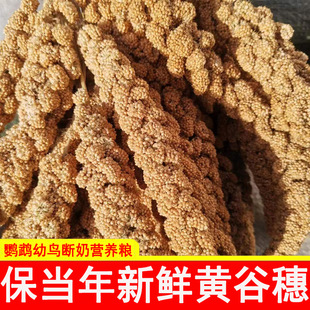 �¹�����ȻС�����W�^��ʳ���������B�Z�}��Z��϶�����쾰�b�