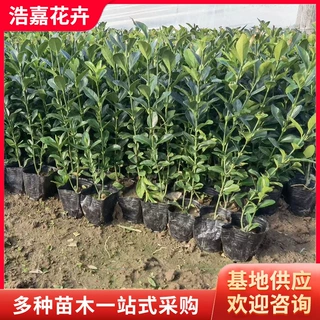 大叶黄杨苗 冬青苗绿化苗木工程绿篱专用耐寒植物庭院绿篱 冬青