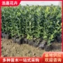 耐寒绿化植物庭院黄杨苗