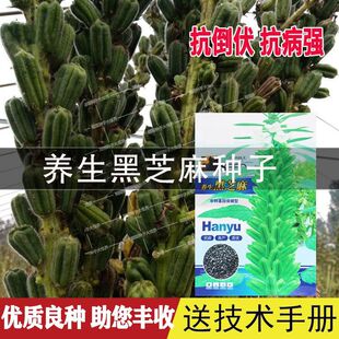 ���o�ǰ�֮��֥��N�� ������ե�͌���֥��N�Ѱ�֥��/��֥��N��