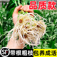 LR带根富贵竹水培植物养转运竹子绿植盆栽花卉室内客厅招发财树绿