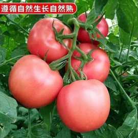 西红柿批发番茄普罗旺斯新鲜现摘自然成熟沙瓤生吃时令山东柿子