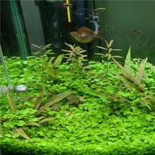 ����ˮ�ݷN���~��ˮ��ֲ����w�쾰��ˮ�ļ�ֲ���~��ˮ�ݷN�����l