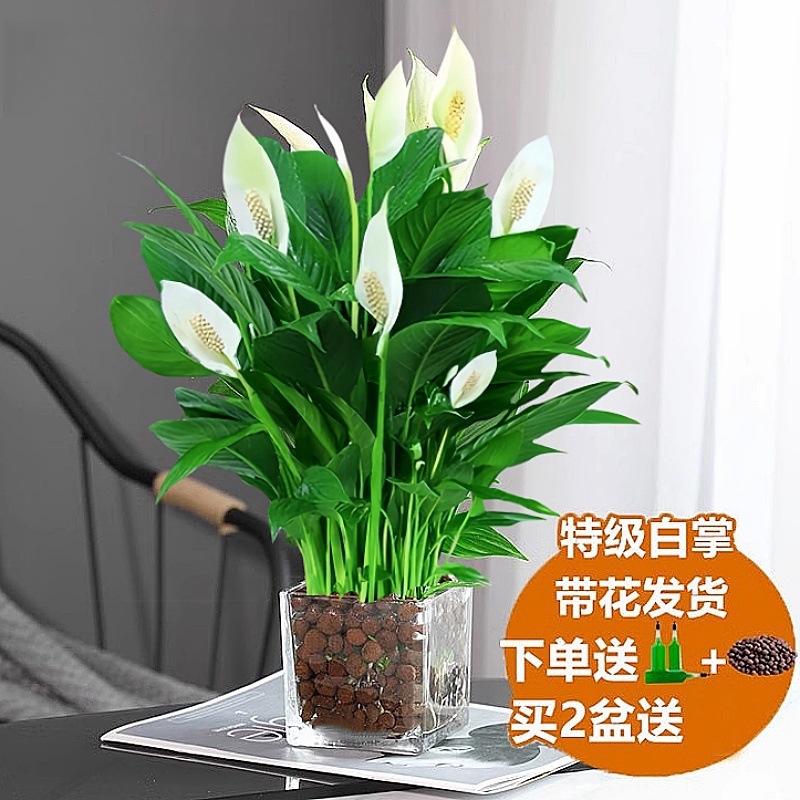 [메인사진 수경모형] 꽃이 있는 특급 흰색 야자 + (사각형 실린더 + 세람사이트)