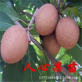 ���Ĺ��������Ĺ���ˮ�����������Ե���������˅����箔������