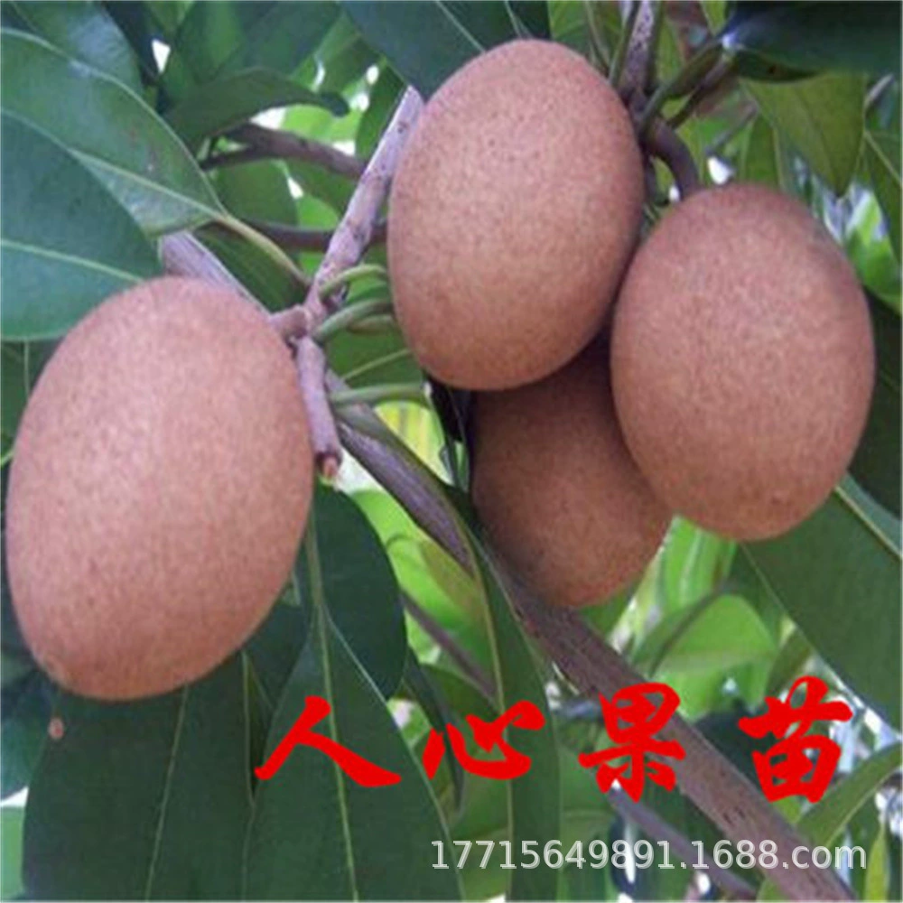 Саженцы саподиллы Фрукты Ван Чаотянь Посадка растений в горшке Дыня Баклажаны Женьшень Фруктовые рассады Висячие плоды Рассада года